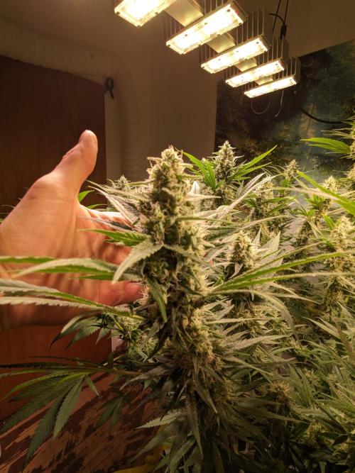 Crazy First Grow 🤗 with 13/14 Bloom. Week 19