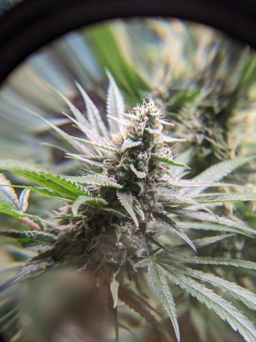 Crazy First Grow 🤗 with 13/14 Bloom. Week 19