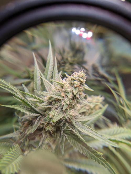 Crazy First Grow 🤗 with 13/14 Bloom. Week 19