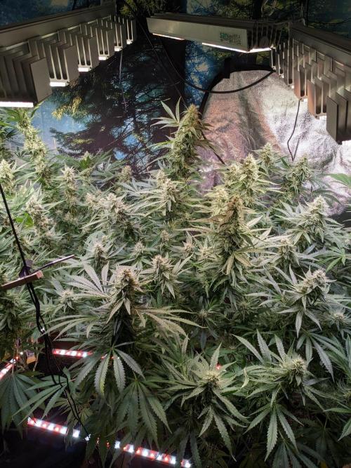 Crazy First Grow 🤗 with 13/14 Bloom. Week 19