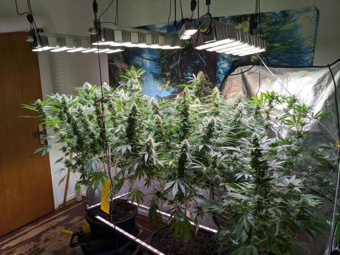 Crazy First Grow 🤗 with 13/14 Bloom. Week 19