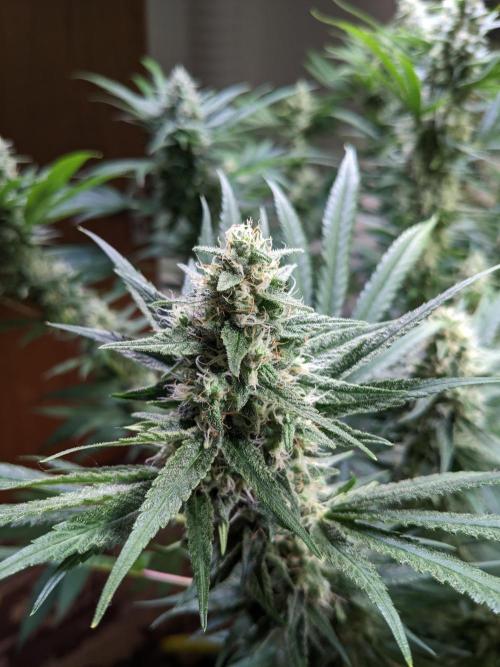 Crazy First Grow 🤗 with 13/14 Bloom. Week 19