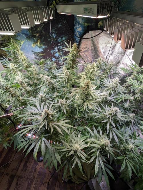 Crazy First Grow 🤗 with 13/14 Bloom. Week 19