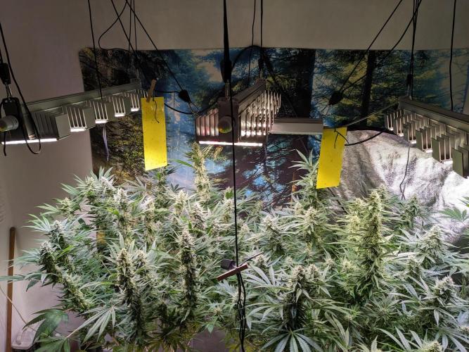 Crazy First Grow 🤗 with 13/14 Bloom. Week 19