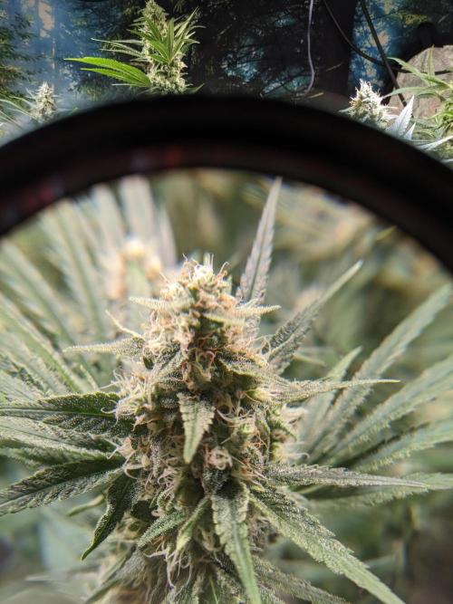 Crazy First Grow 🤗 with 13/14 Bloom. Week 19