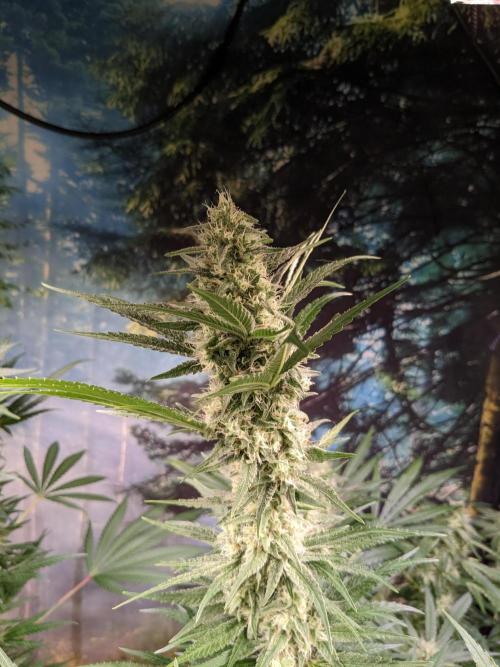 Crazy First Grow 🤗 with 13/14 Bloom. Week 19