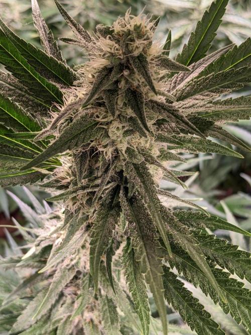 Crazy First Grow 🤗 with 13/14 Bloom. Week 19