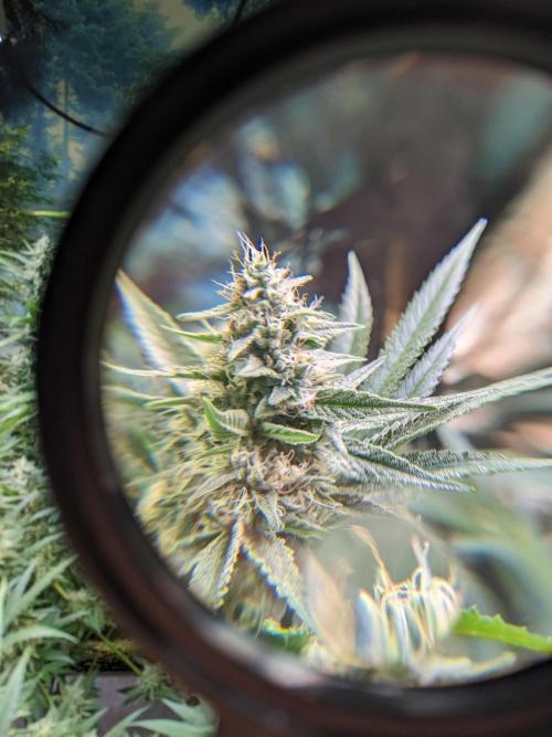 Crazy First Grow 🤗 with 13/14 Bloom. Week 19