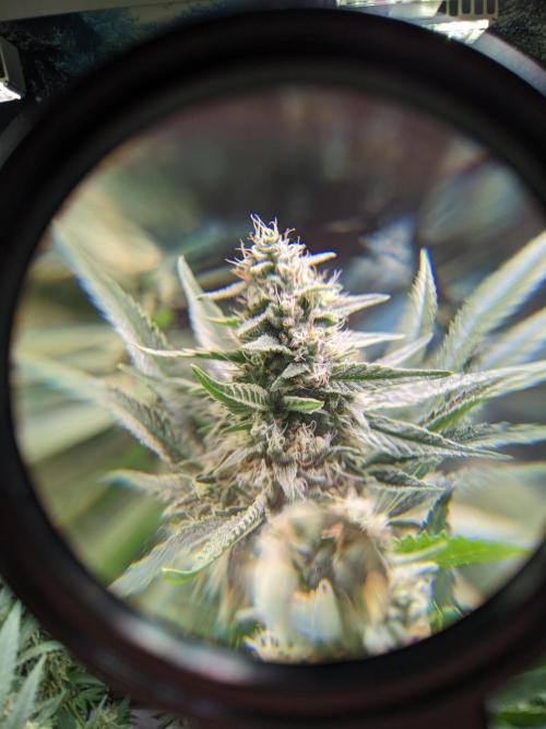 Crazy First Grow 🤗 with 13/14 Bloom. Week 19