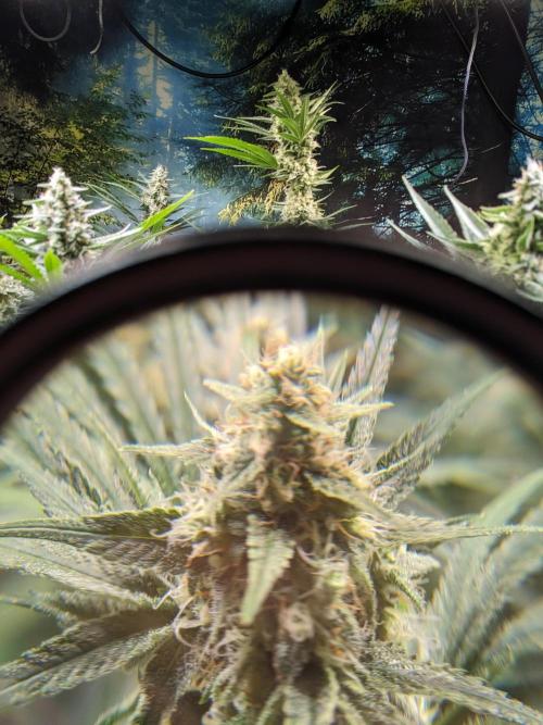 Crazy First Grow 🤗 with 13/14 Bloom. Week 19