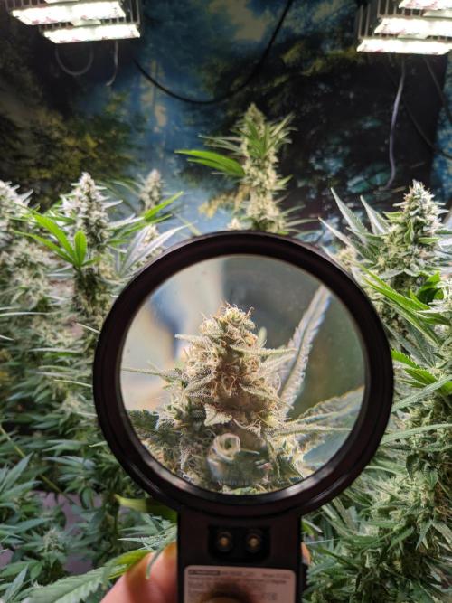 Crazy First Grow 🤗 with 13/14 Bloom. Week 19