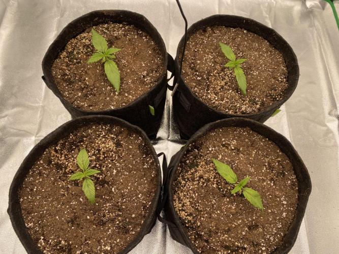 FastBuds Californian Snow Auto. Week 2