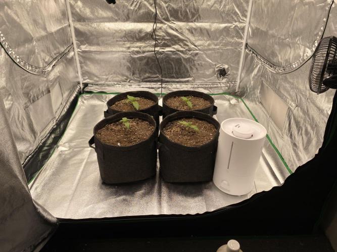 FastBuds Californian Snow Auto. Week 2