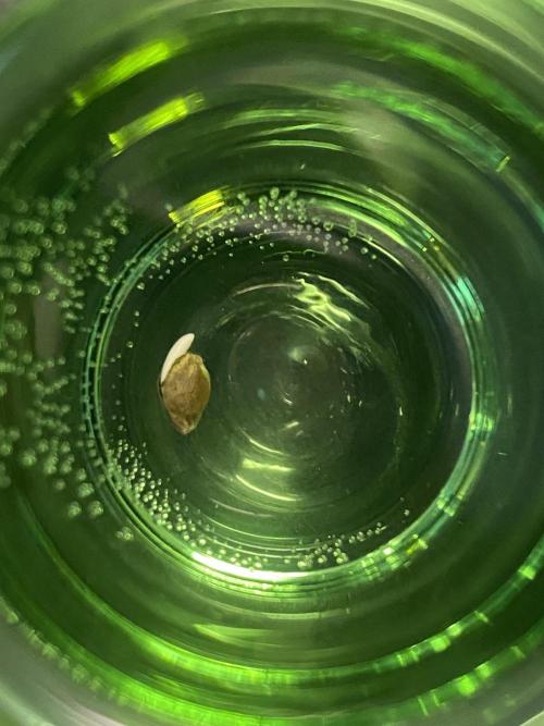 CZ LEGAL GROW. Week 0