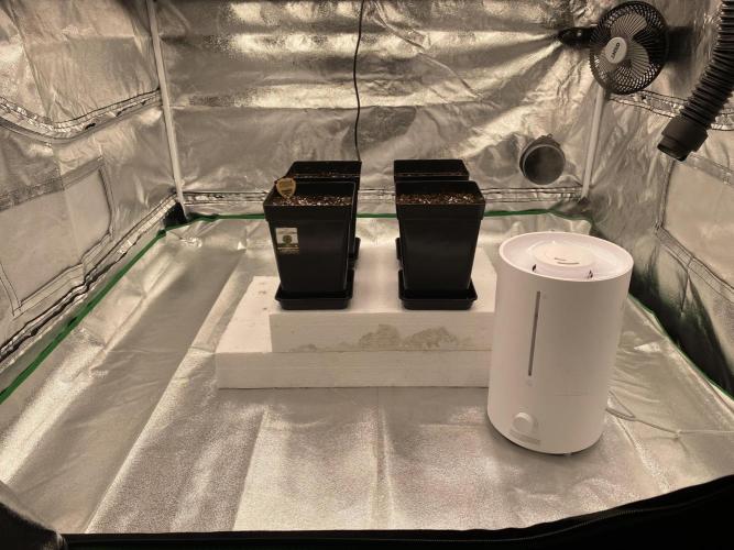 CZ LEGAL GROW. Week 0