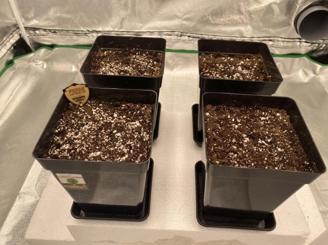 CZ LEGAL GROW. Week 0