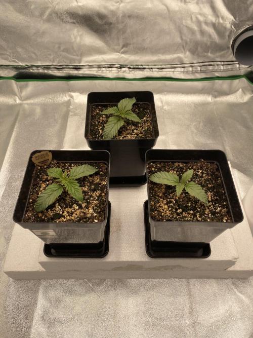 CZ LEGAL GROW. Week 1