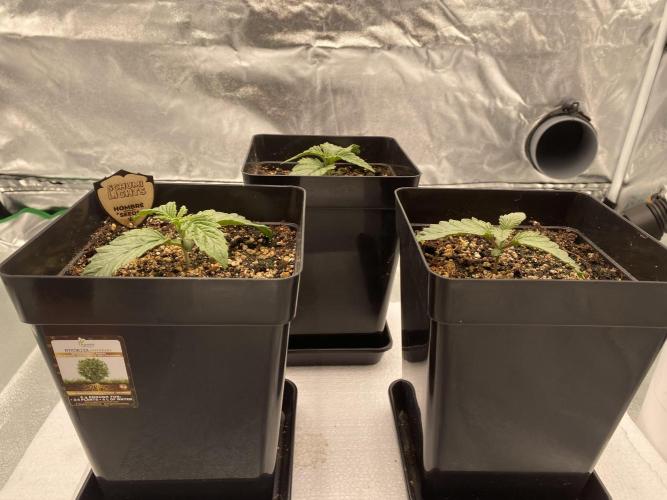 CZ LEGAL GROW. Week 1