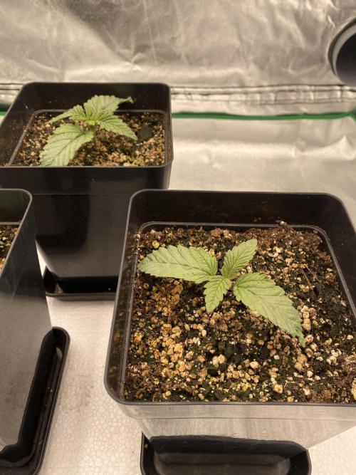 CZ LEGAL GROW. Week 1