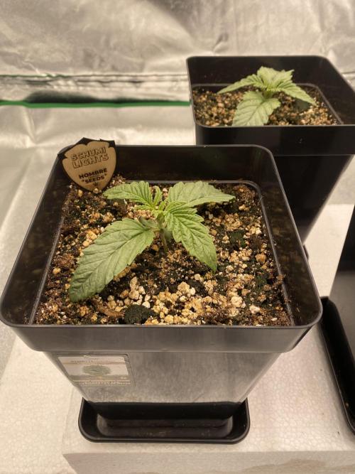 CZ LEGAL GROW. Week 1