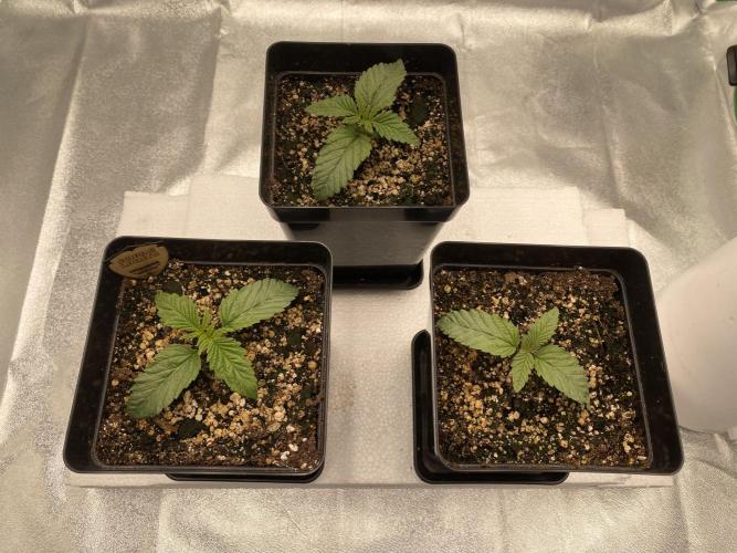 CZ LEGAL GROW. Week 1