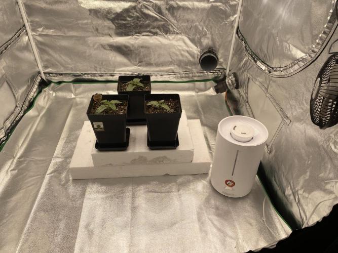 CZ LEGAL GROW. Week 1