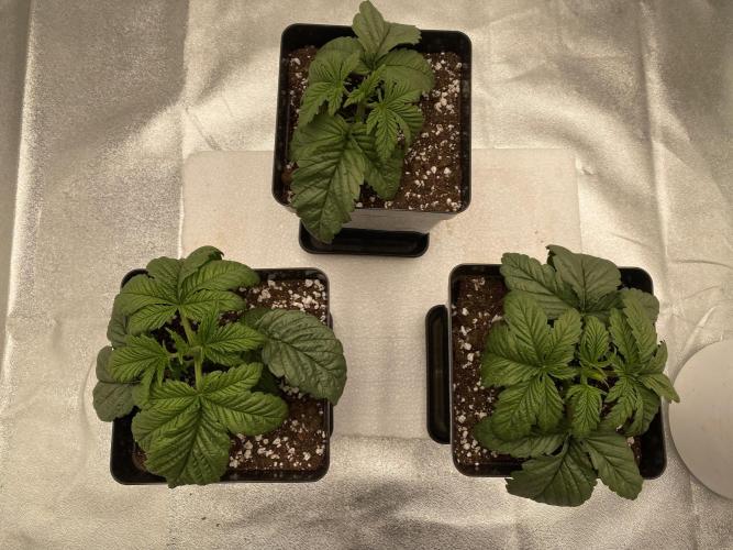 CZ LEGAL GROW. Week 2