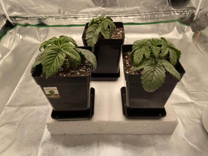 CZ LEGAL GROW. Week 2