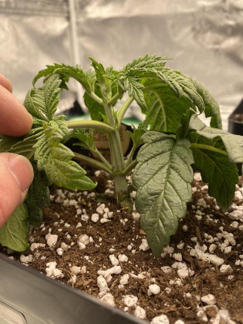 CZ LEGAL GROW. Week 2