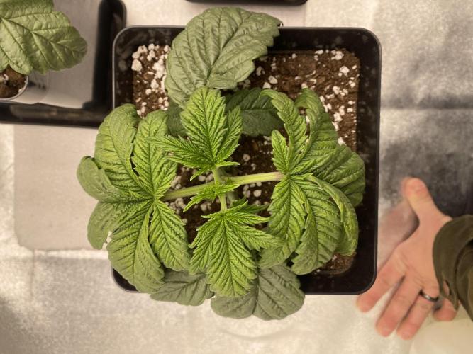 CZ LEGAL GROW. Week 2