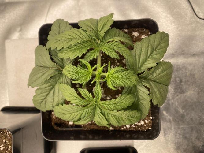 CZ LEGAL GROW. Week 2