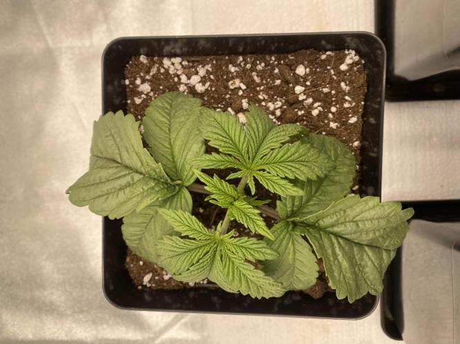 CZ LEGAL GROW. Week 2