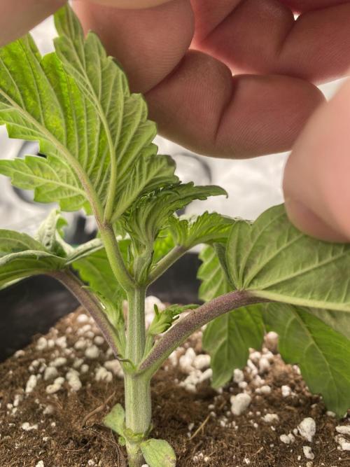 CZ LEGAL GROW. Week 2