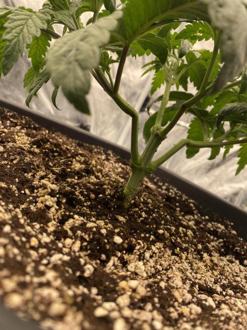 CZ LEGAL GROW. Week 4