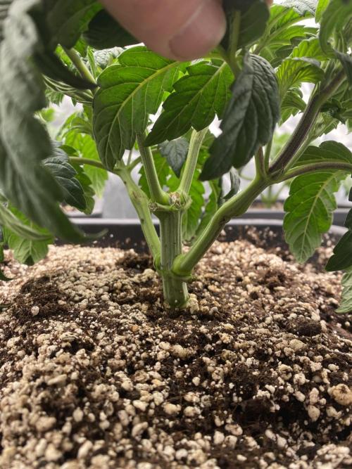 CZ LEGAL GROW. Week 4