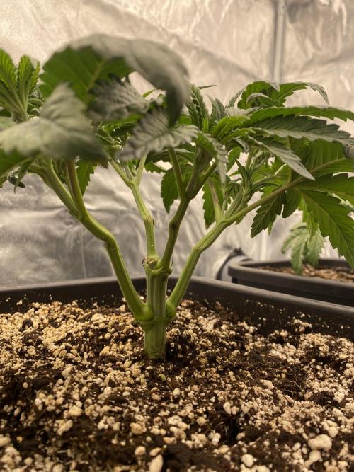 CZ LEGAL GROW. Week 4