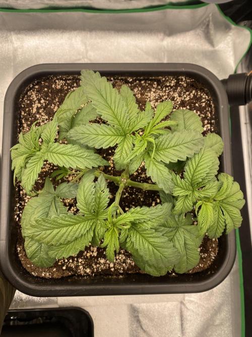 CZ LEGAL GROW. Week 4