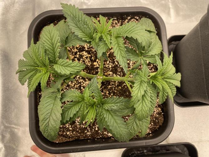 CZ LEGAL GROW. Week 4