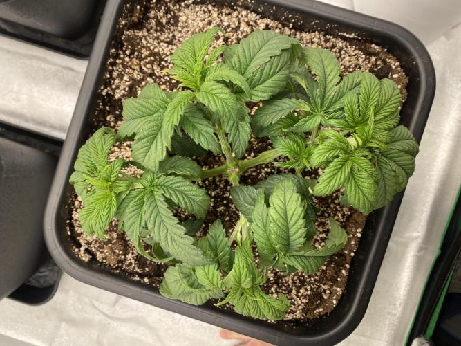 CZ LEGAL GROW. Week 4