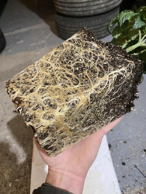 CZ LEGAL GROW. Week 4