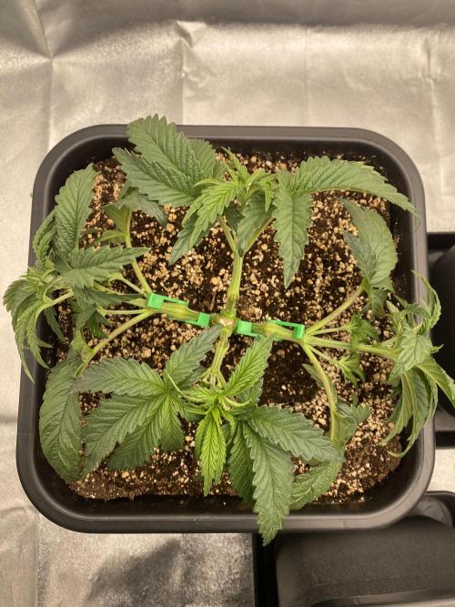 CZ LEGAL GROW. Week 4