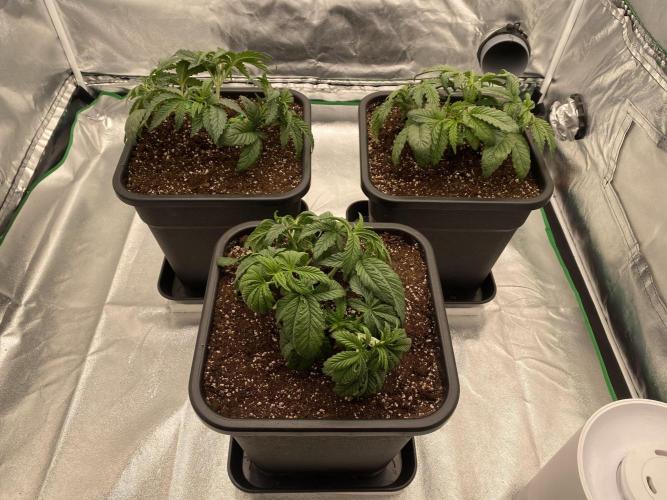 CZ LEGAL GROW. Week 4