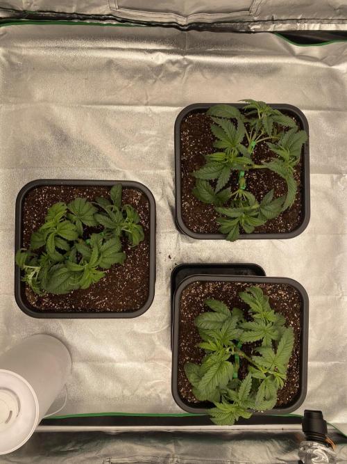 CZ LEGAL GROW. Week 4