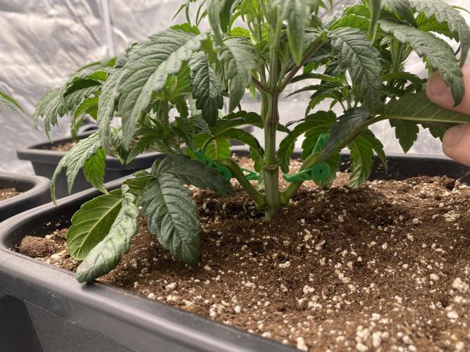 CZ LEGAL GROW. Week 4