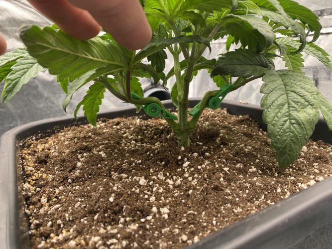 CZ LEGAL GROW. Week 4