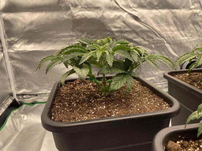 CZ LEGAL GROW. Week 4