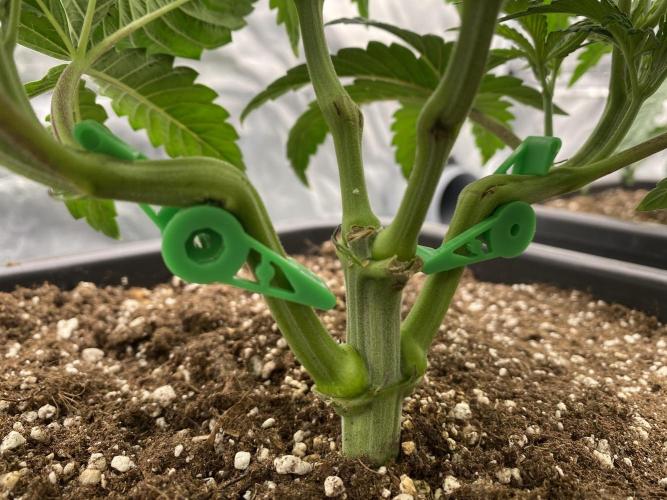 CZ LEGAL GROW. Week 4