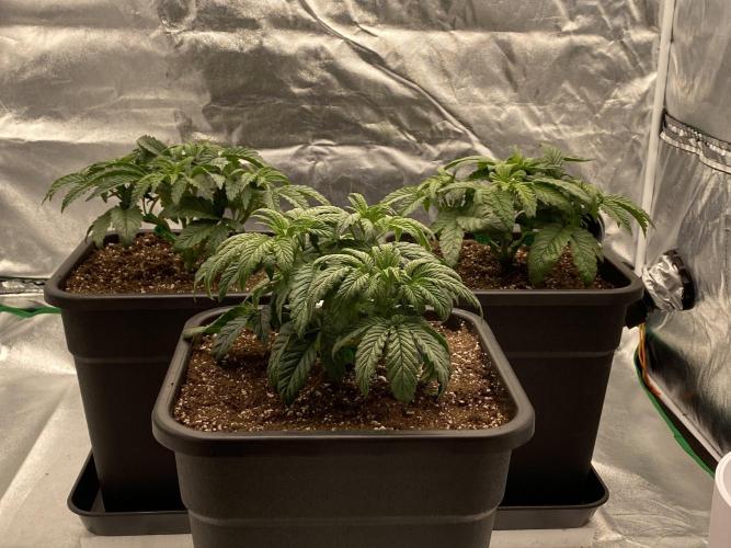 CZ LEGAL GROW. Week 4