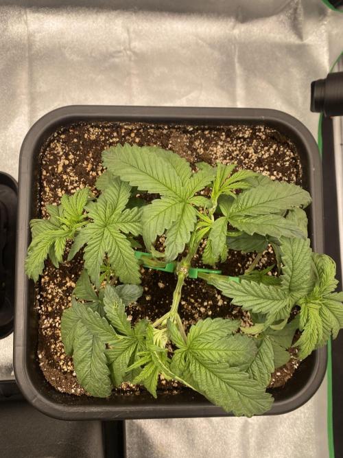 CZ LEGAL GROW. Week 4