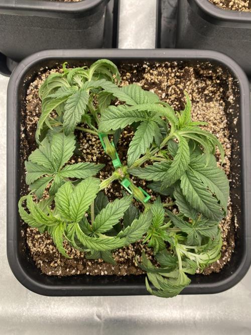 CZ LEGAL GROW. Week 4